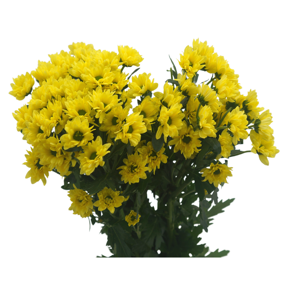 Chrysanthemum Pom Pom (Malaysia)