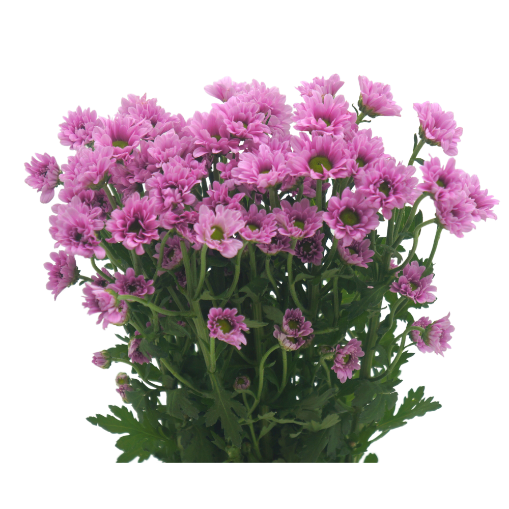 Chrysanthemum Pom Pom (Malaysia)