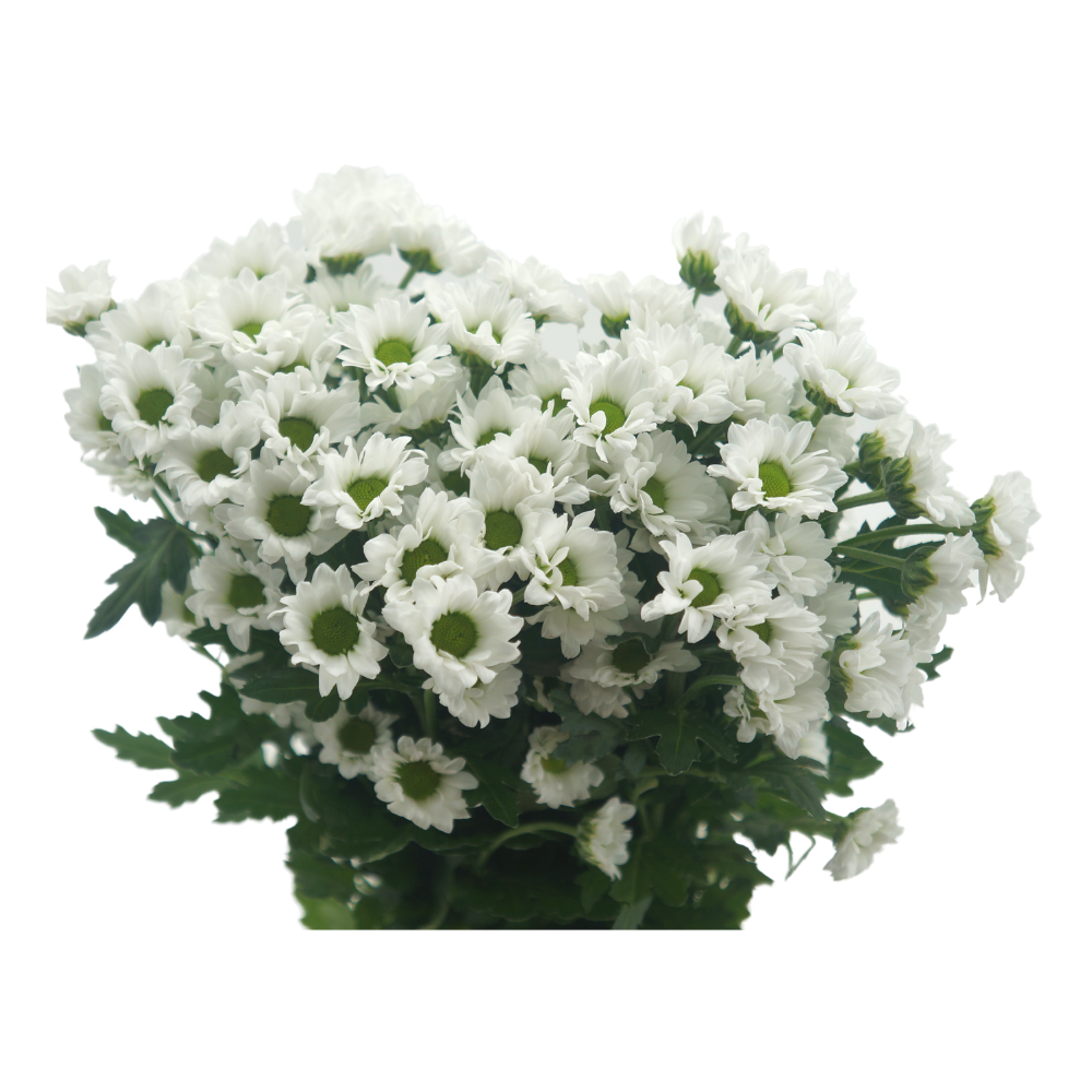 Chrysanthemum Pom Pom (Malaysia)