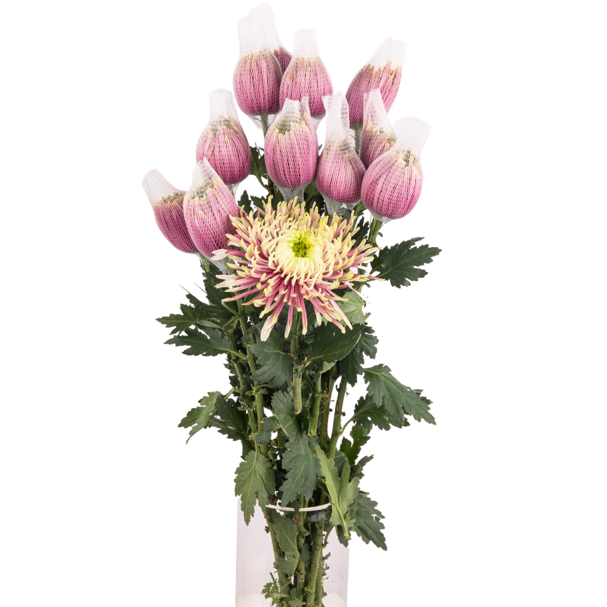 Chrysanthemum Net (Malaysia)