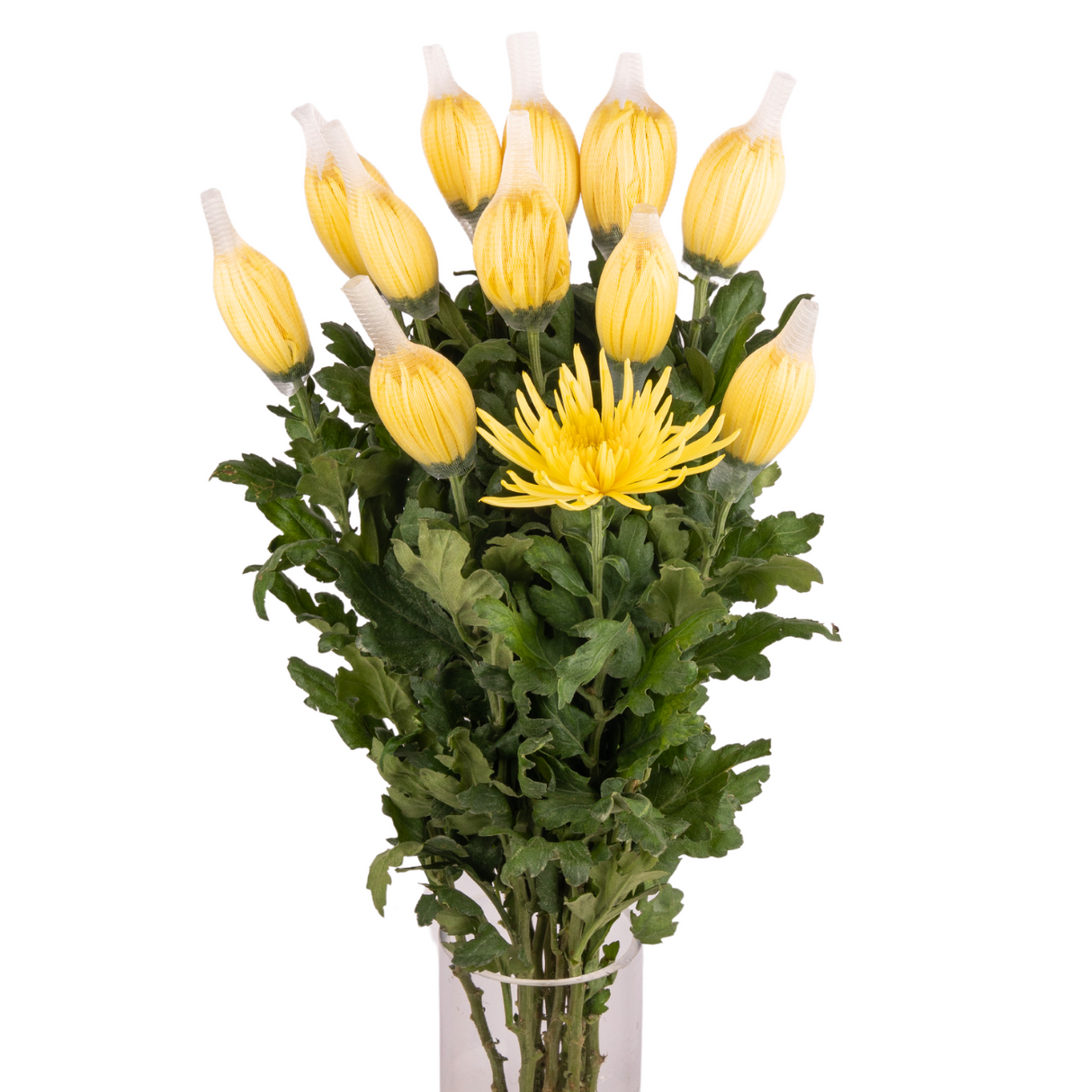 Chrysanthemum Net (Malaysia)