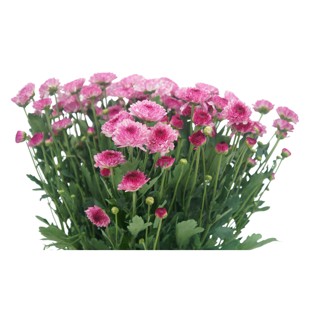 Chrysanthemum Pom Pom (Malaysia)