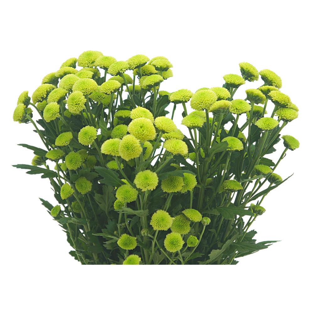 Chrysanthemum Pom Pom (Malaysia)