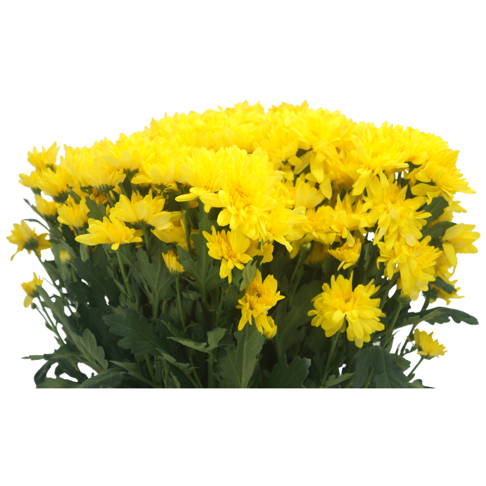 Chrysanthemum Pom Pom (Malaysia)