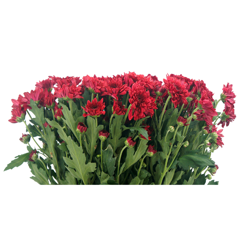 Chrysanthemum Pom Pom (Malaysia)