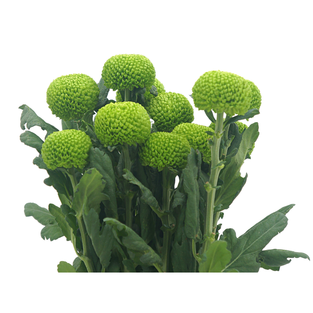 Chrysanthemum Ping Pong (Malaysia)