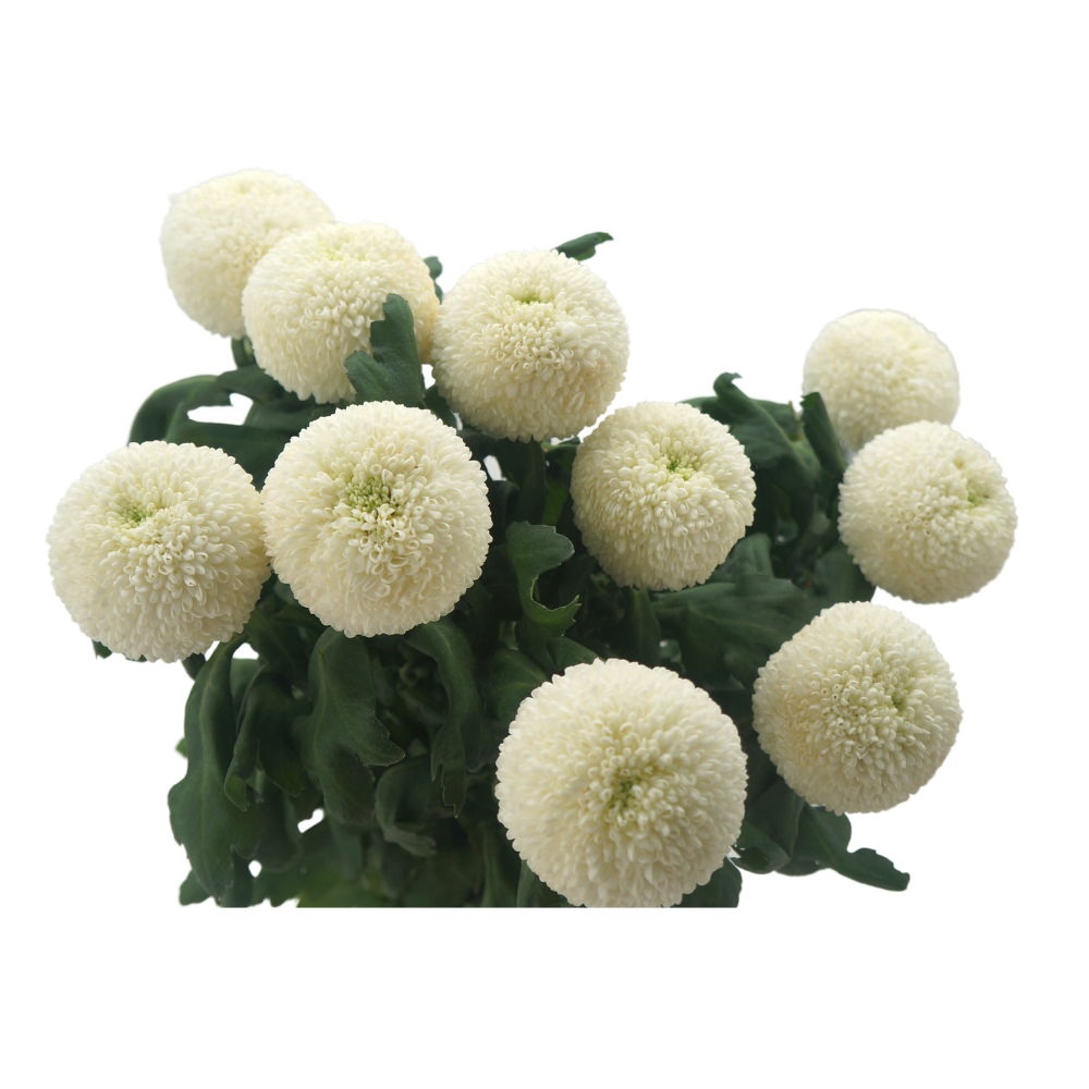 Chrysanthemum Ping Pong (Malaysia)