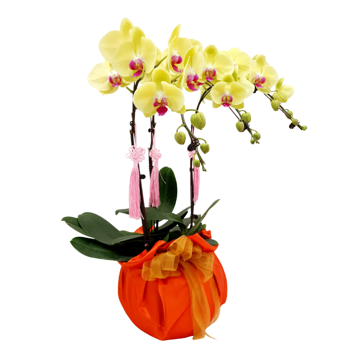 Classic Roar (3 Single Stalks) - Orchid Phalaenopsis