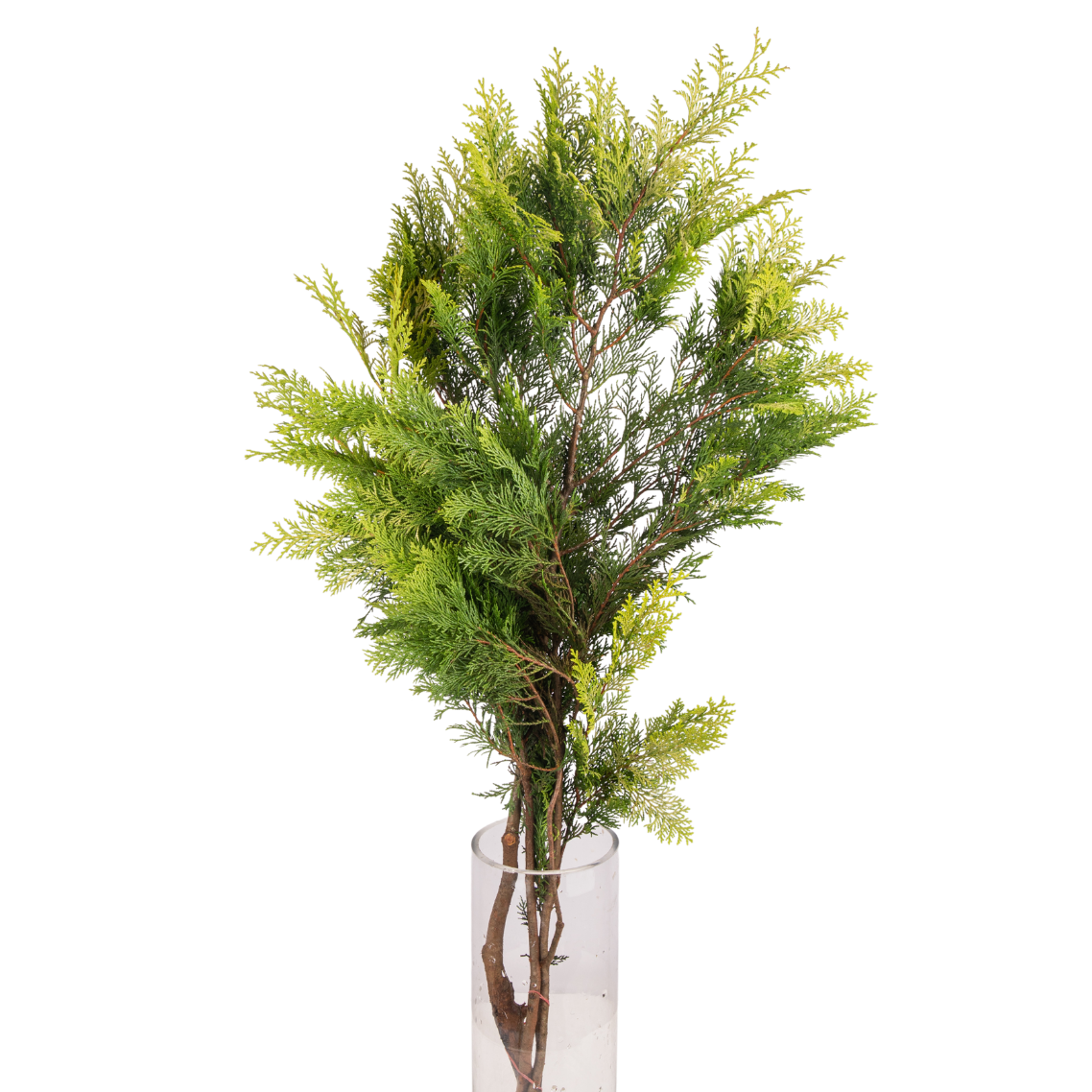 Conifer Leaf (Taiwan)