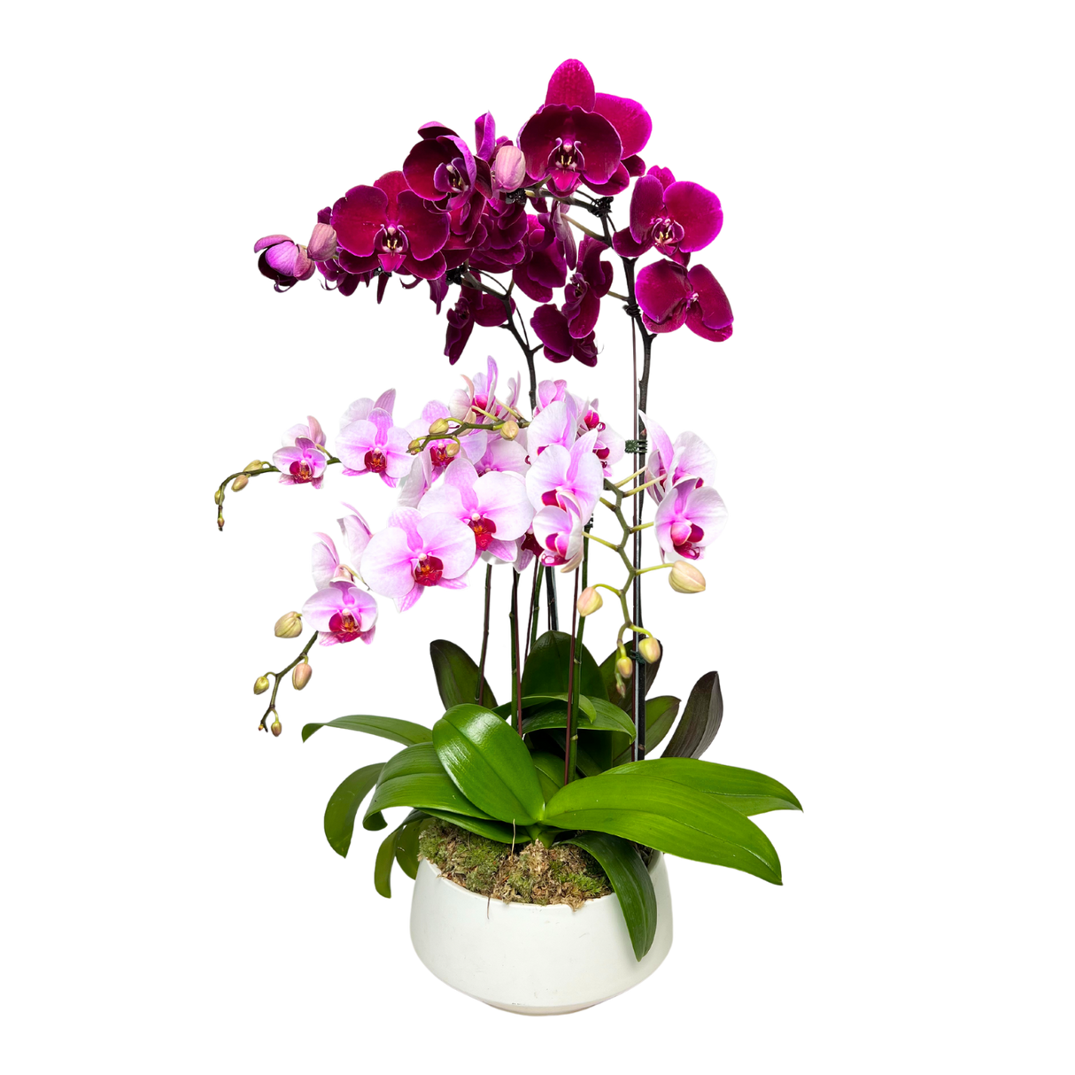 Crystal Springs (2 Single Stem, 2 Double Stem) - Orchid Phalaenopsis