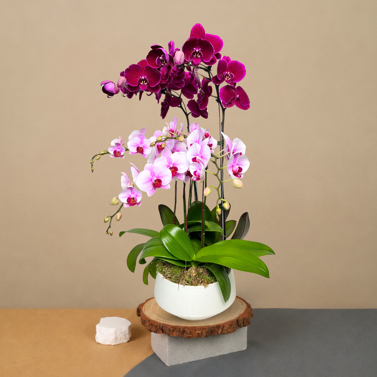 Crystal Springs (2 Single Stem, 2 Double Stem) - Orchid Phalaenopsis