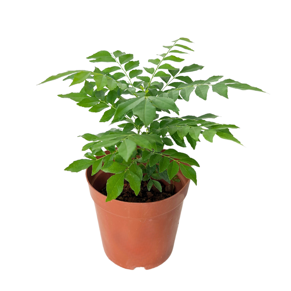 Curry Leaf Herbs Plant