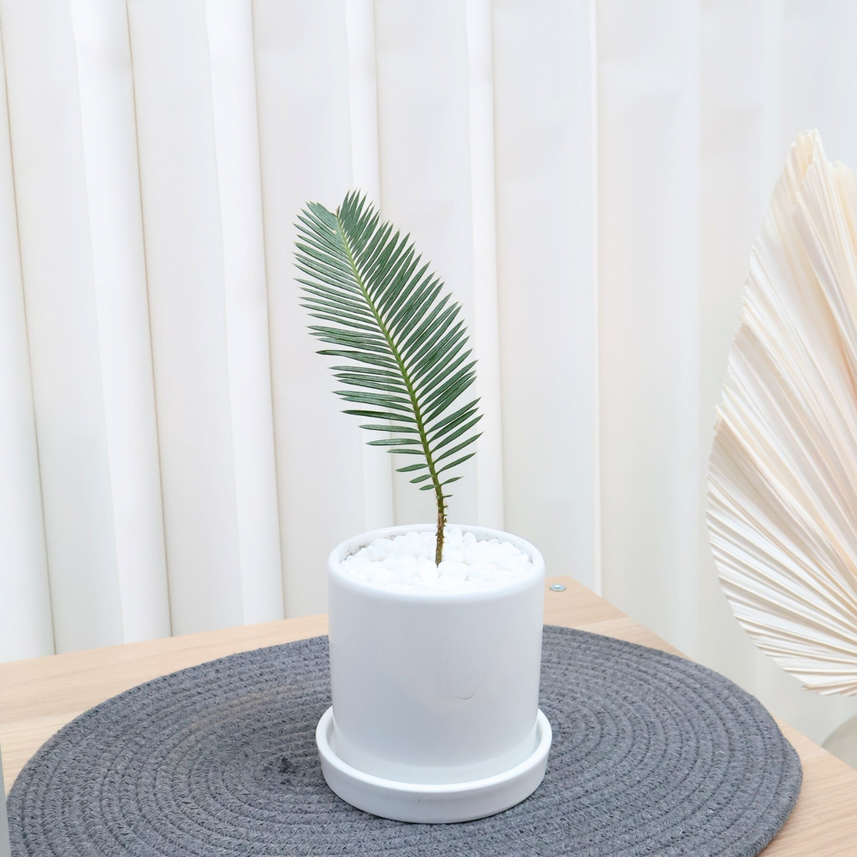 Cycas Revoluta in Ceramic Pot