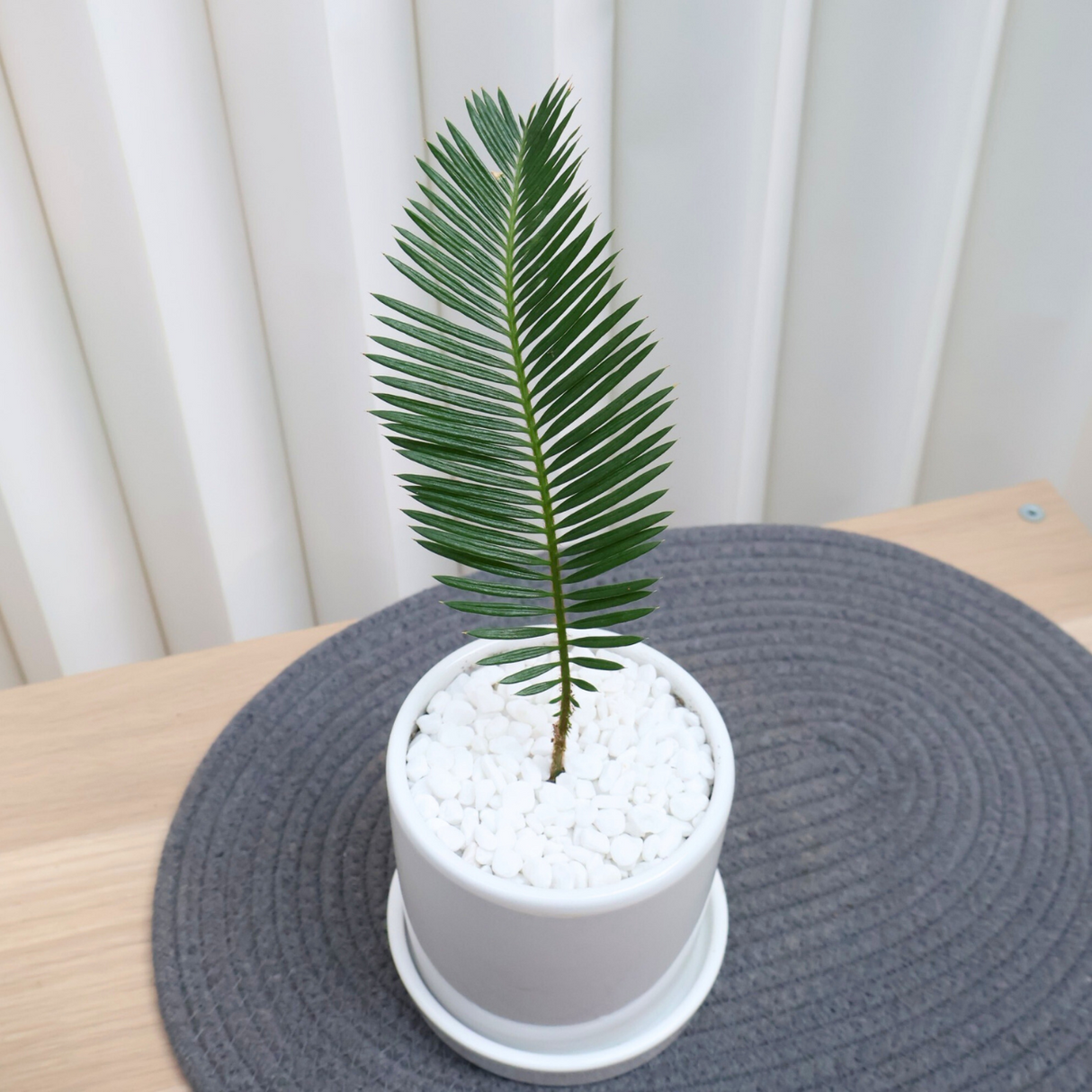 Cycas Revoluta in Ceramic Pot