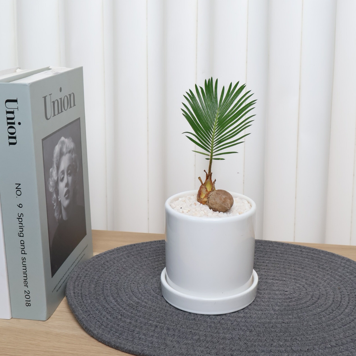 Cycas revoluta (Sago Palm) in Ceramic Pot