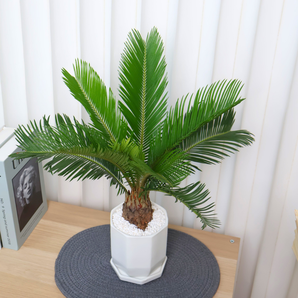 Cycas revoluta in Ceramic Pot