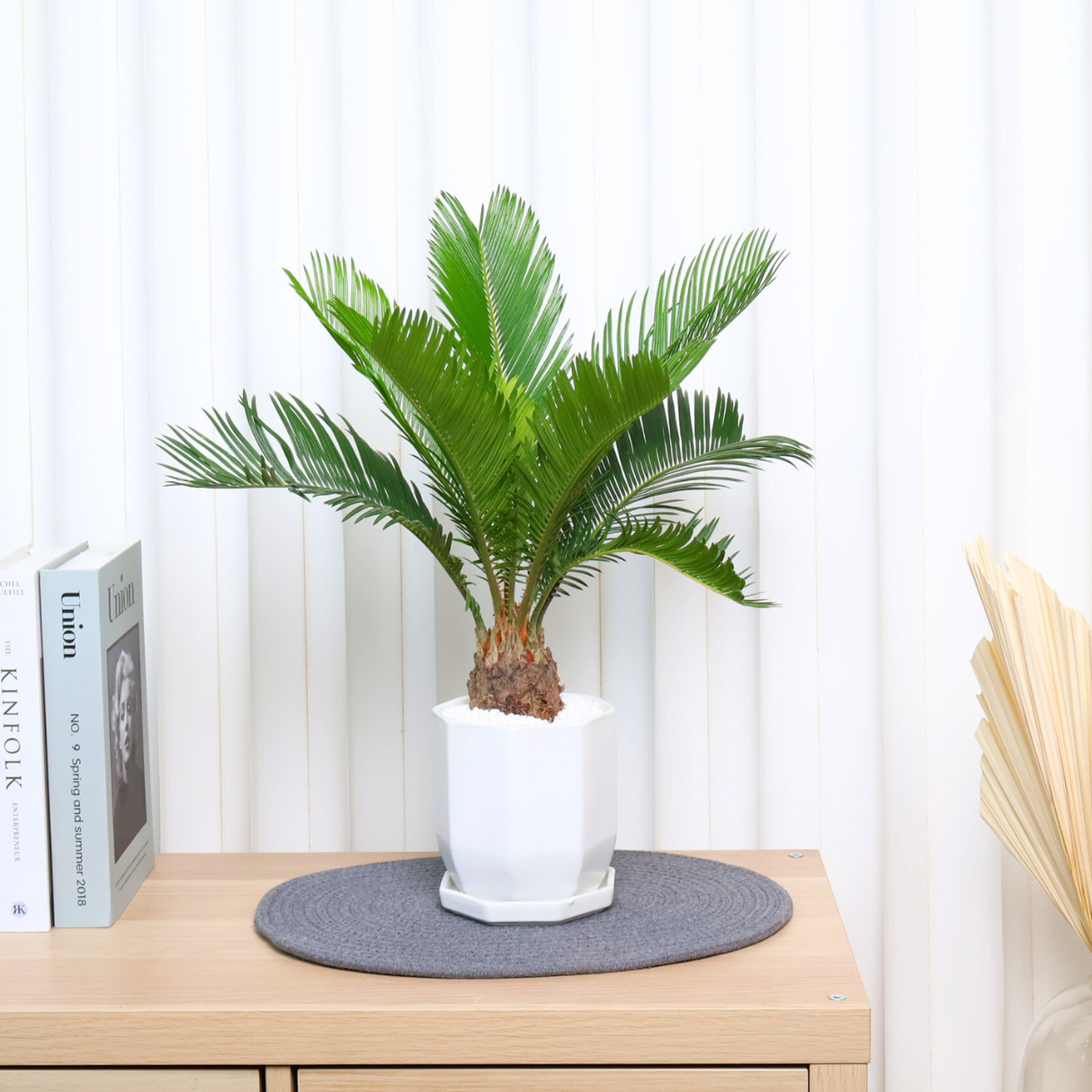 Cycas revoluta in Ceramic Pot