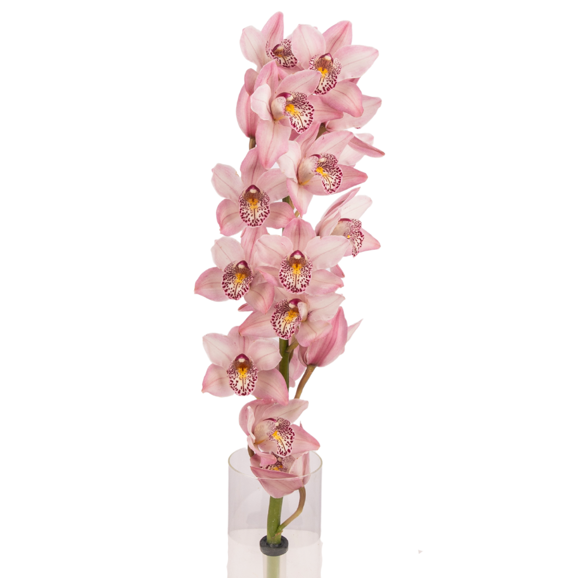 Cymbidium Mini (New Zealand)