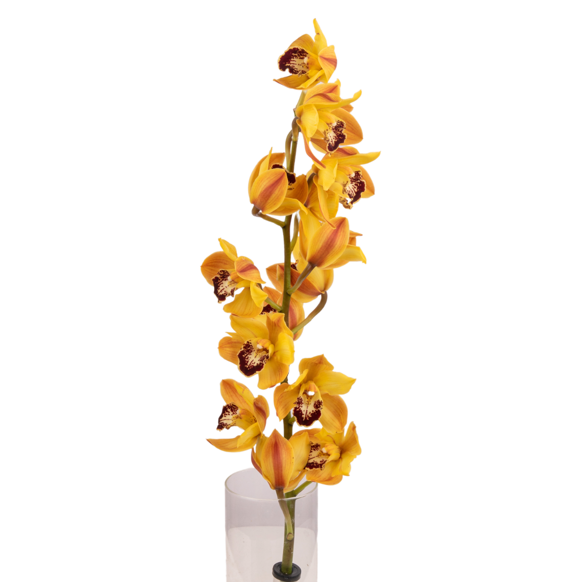 Cymbidium Mini (New Zealand)