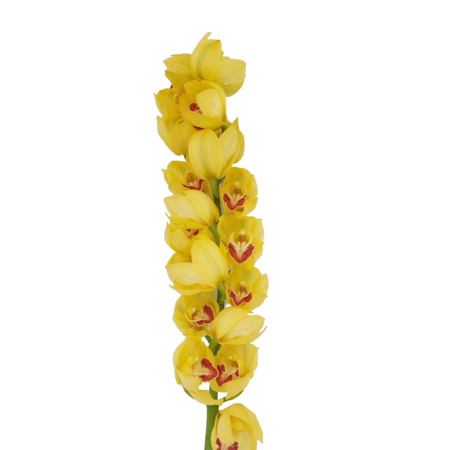 Cymbidium (New Zealand)