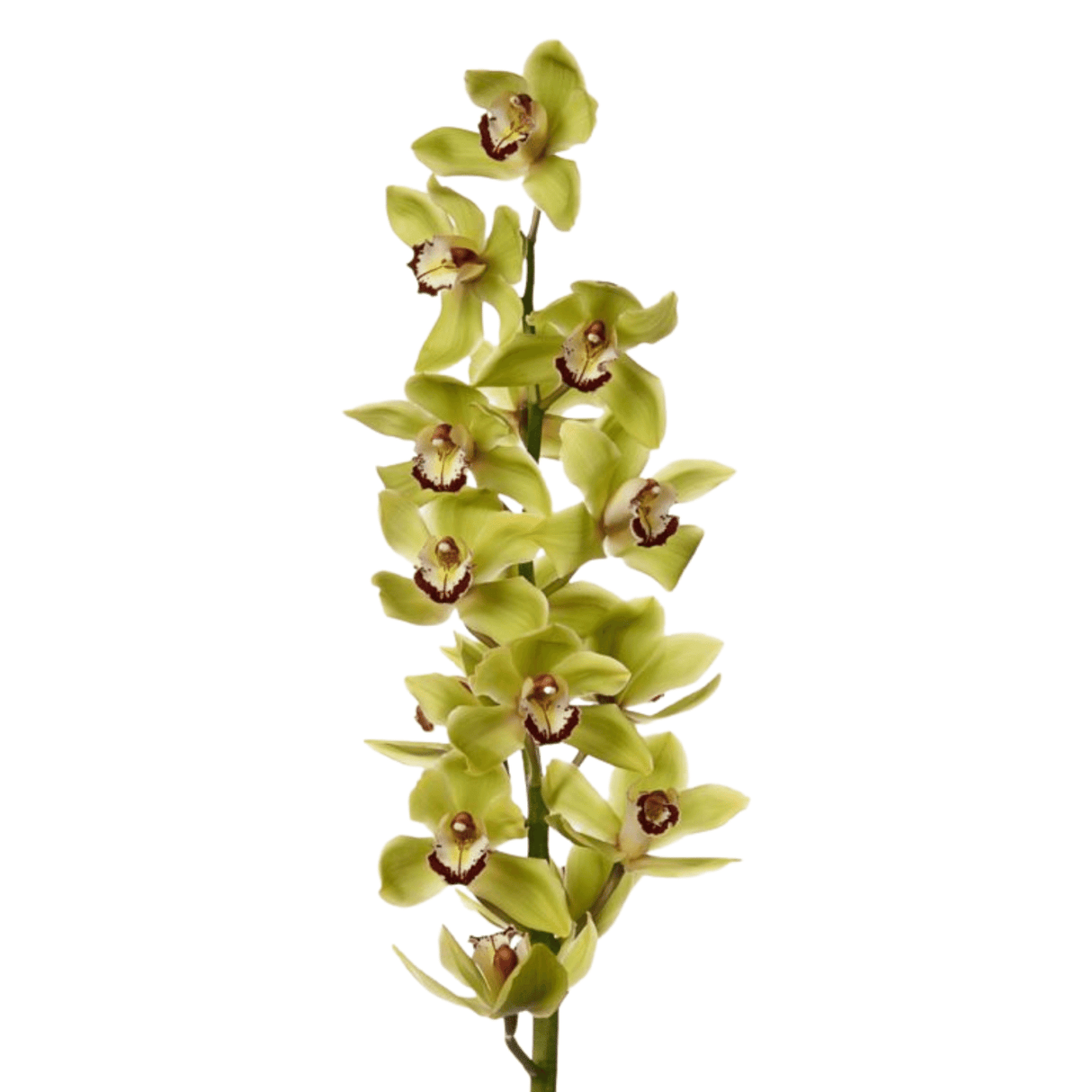 Cymbidium (New Zealand)