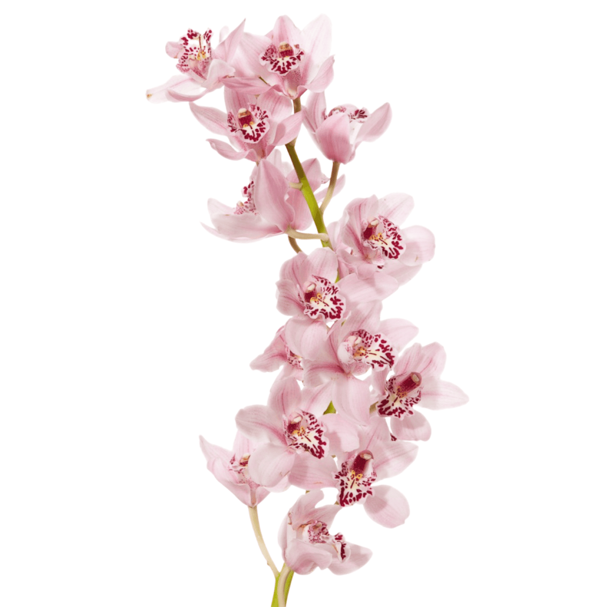 Pink moth orchid flower with petals.
