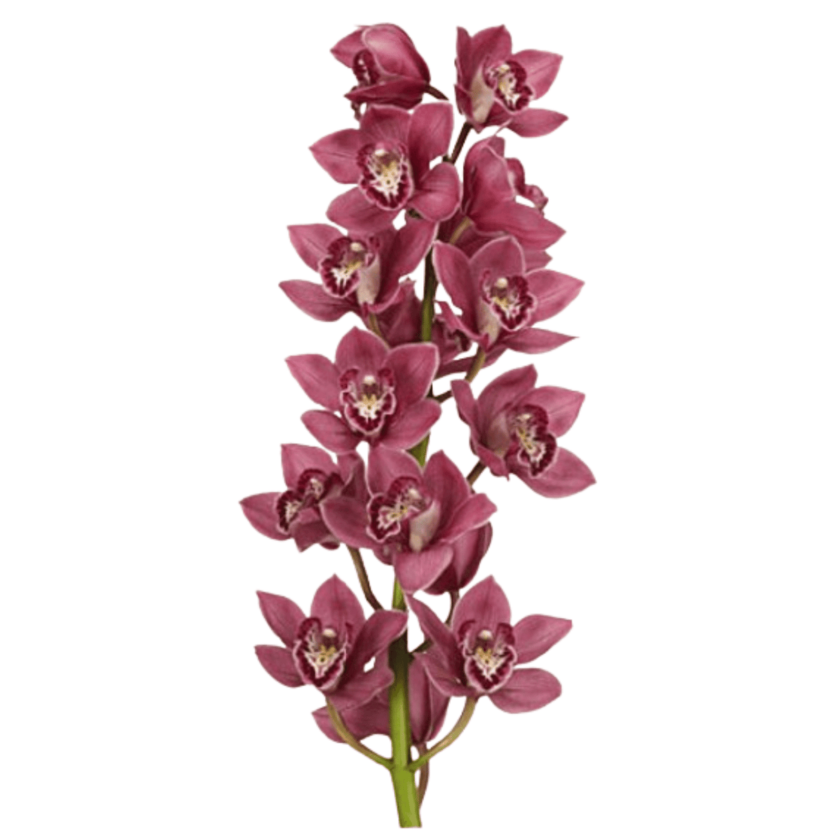 Cymbidium (New Zealand)