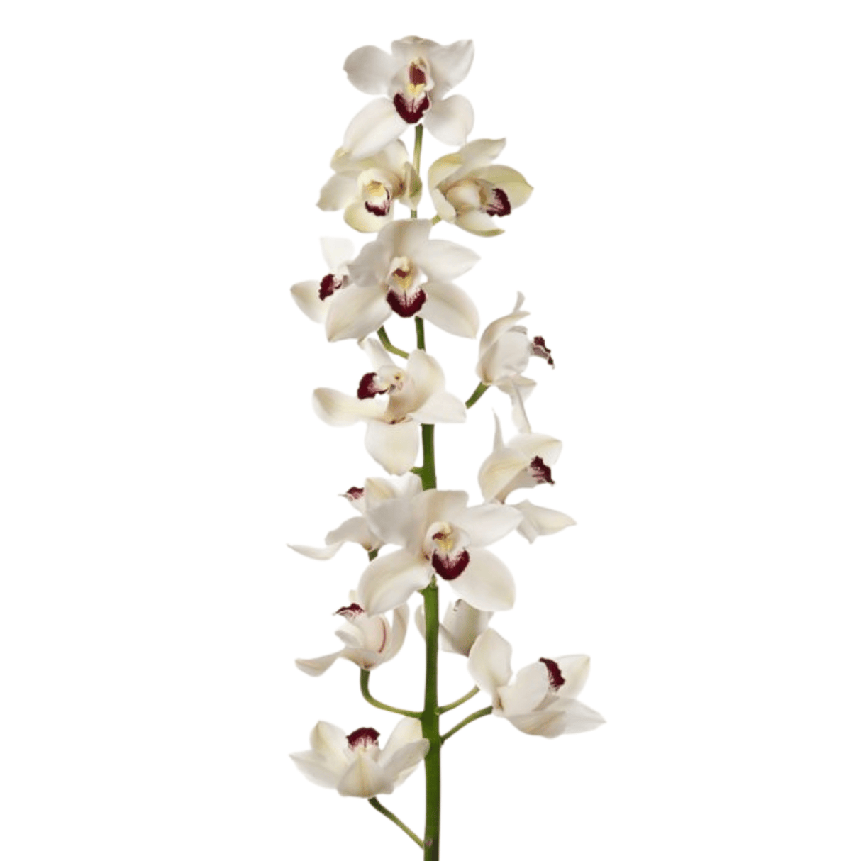 Cymbidium (New Zealand)