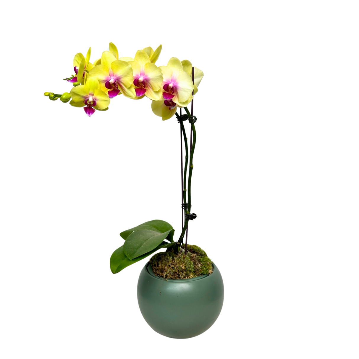 Delightful Drift (1 Double stem) - Orchid Phalaenopsis