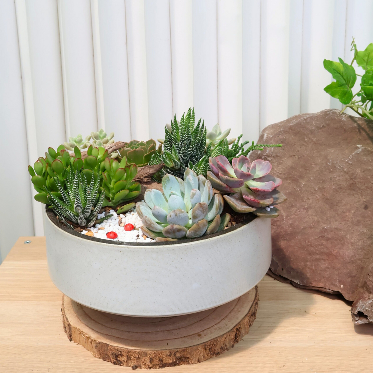 Echeveria and Pachyphytum succulent plant in flowerpot.