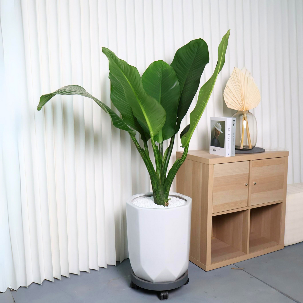 Dieffenbachia Big Ben in Ceramic Pot
