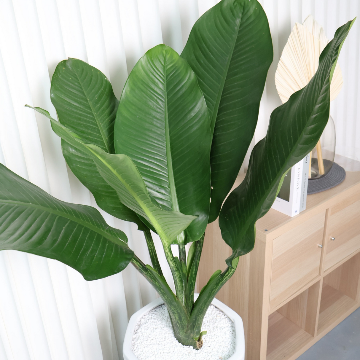 Dieffenbachia Big Ben in Ceramic Pot