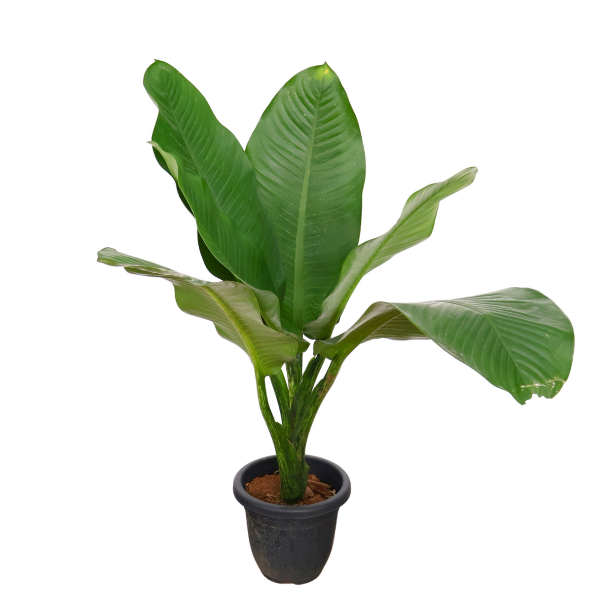 Dieffenbachia Big Ben in Ceramic Pot