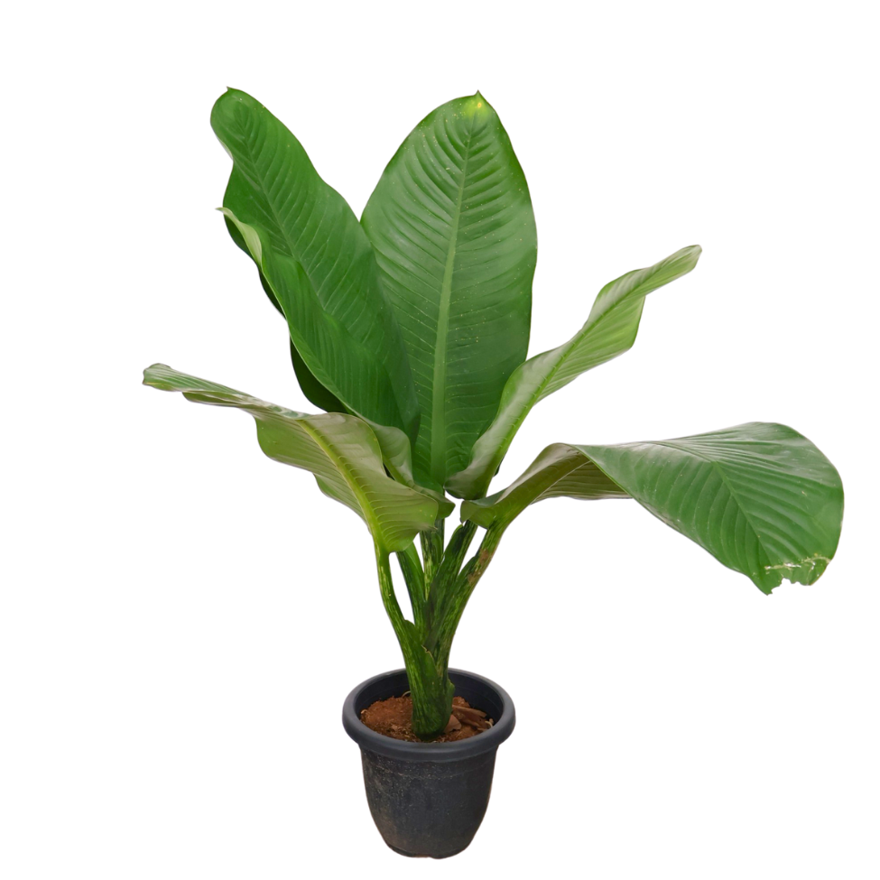 Dieffenbachia Big Ben
