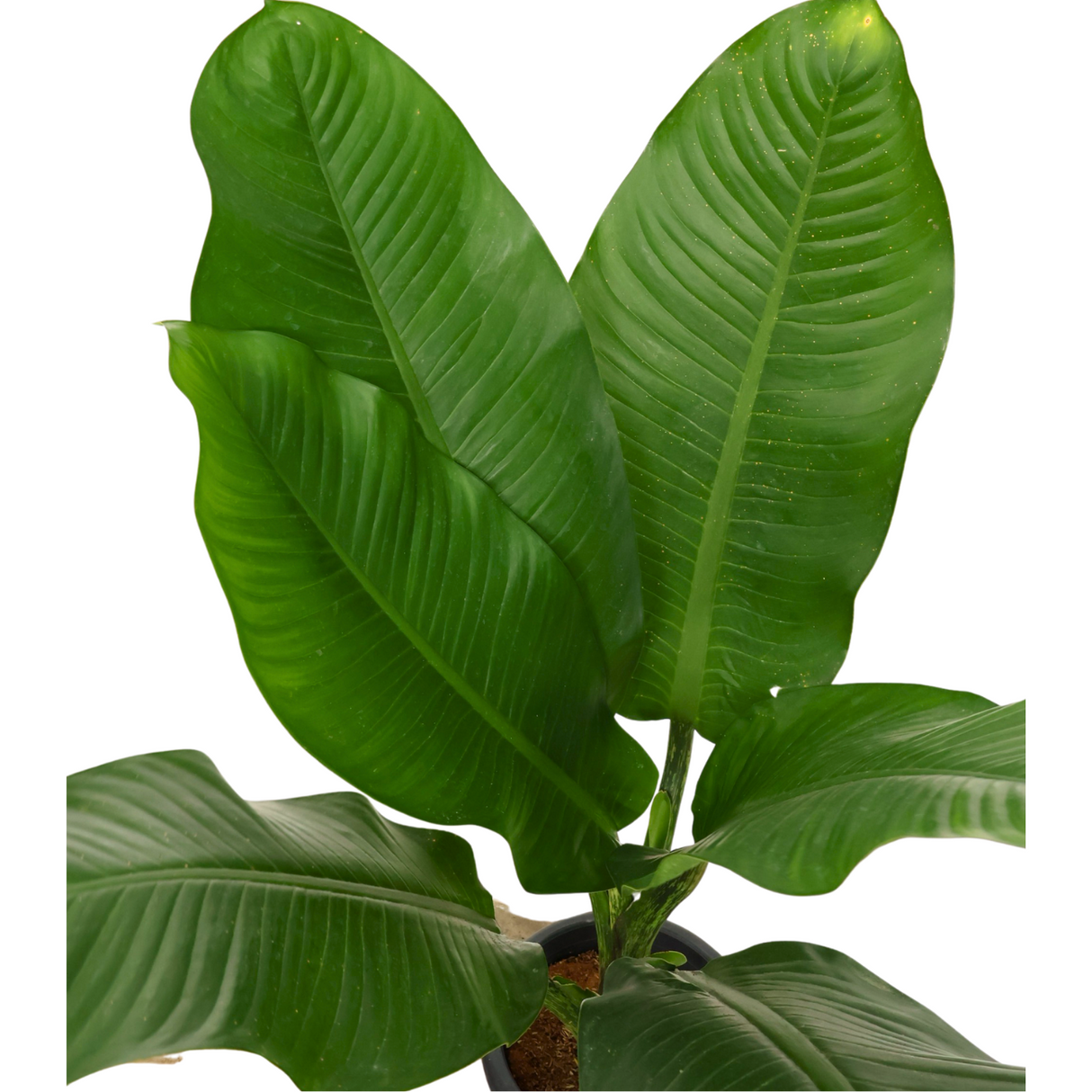 Dieffenbachia Big Ben in Ceramic Pot