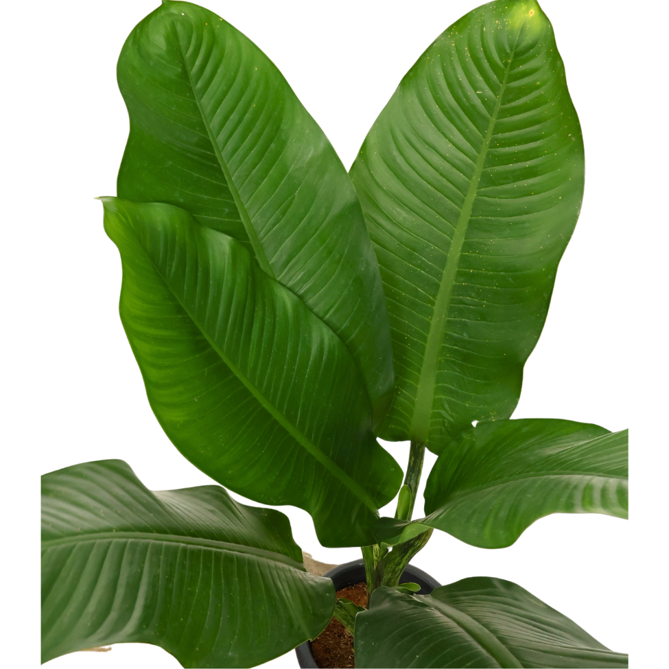 Dieffenbachia Big Ben