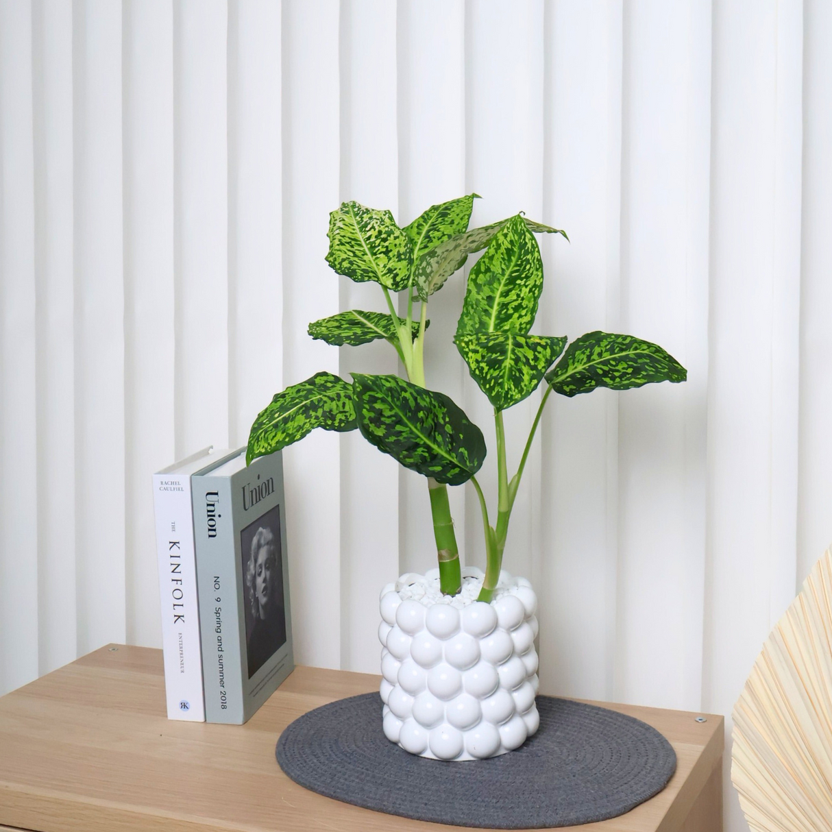 Dieffenbachia Reflector in Ceramic Pot