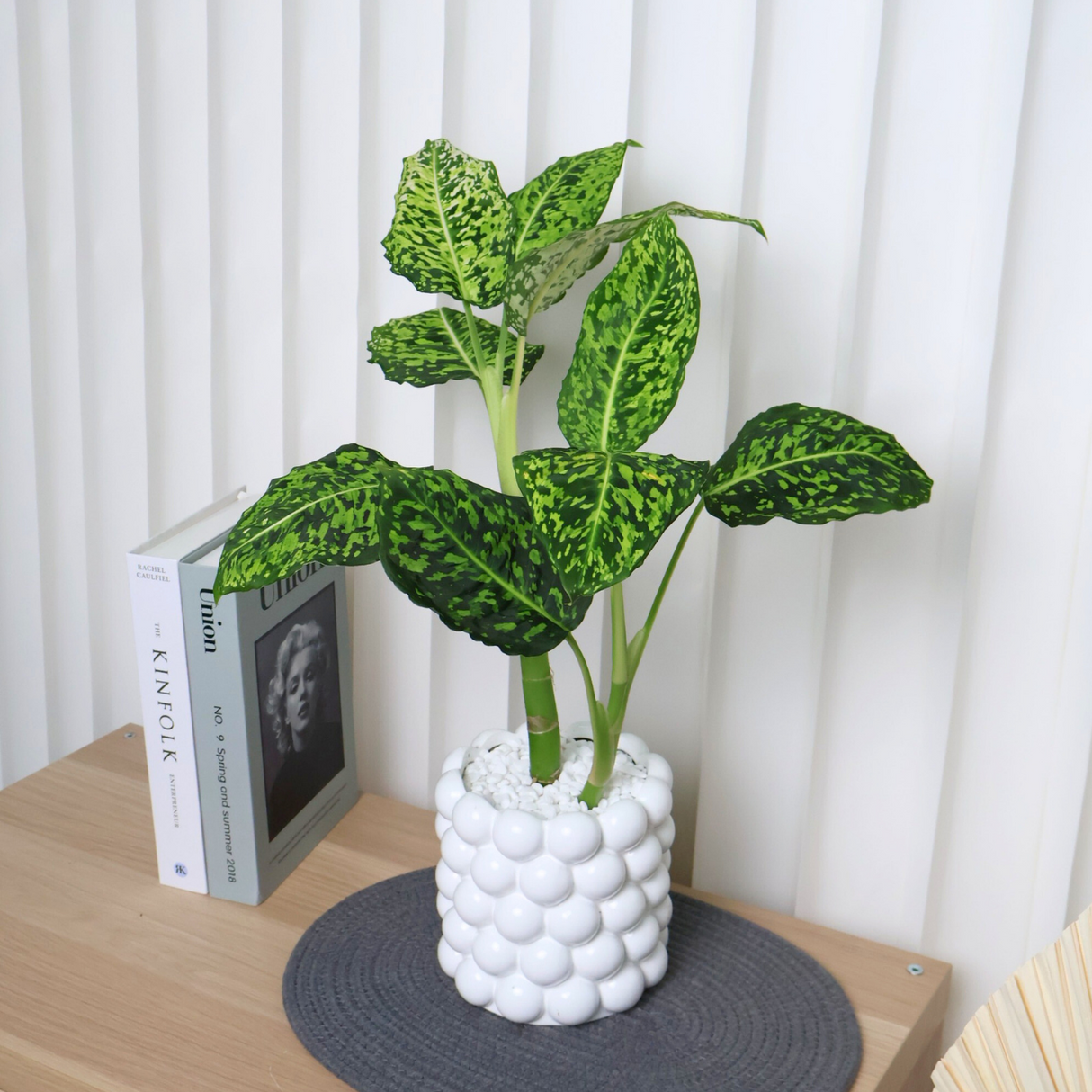 Dieffenbachia Reflector in Ceramic Pot