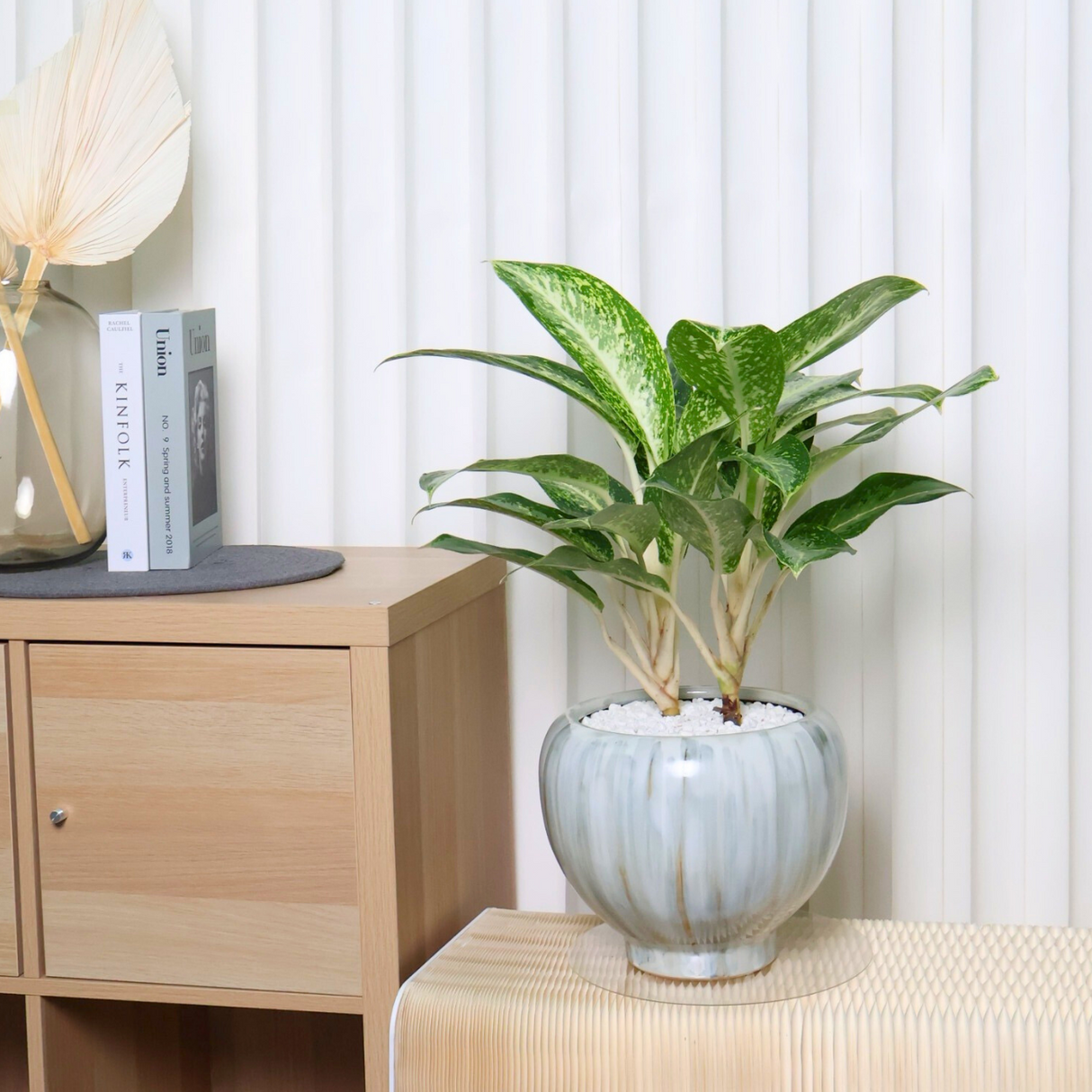 Dieffenbachia Seguine in Ceramic Pot