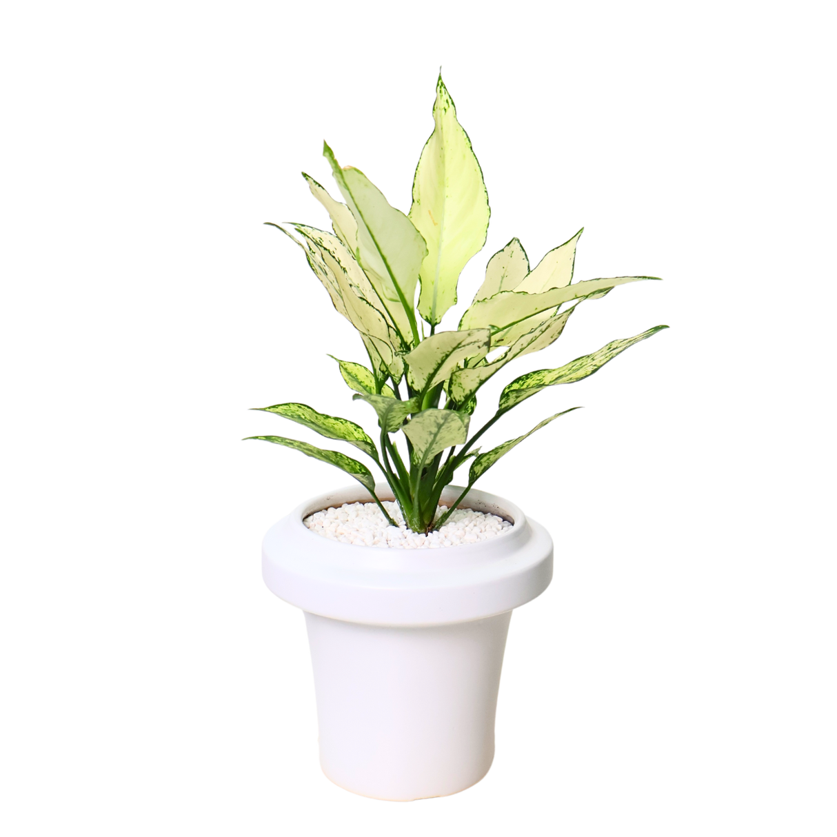 Aglaonema Udomsap in Ceramic Pot