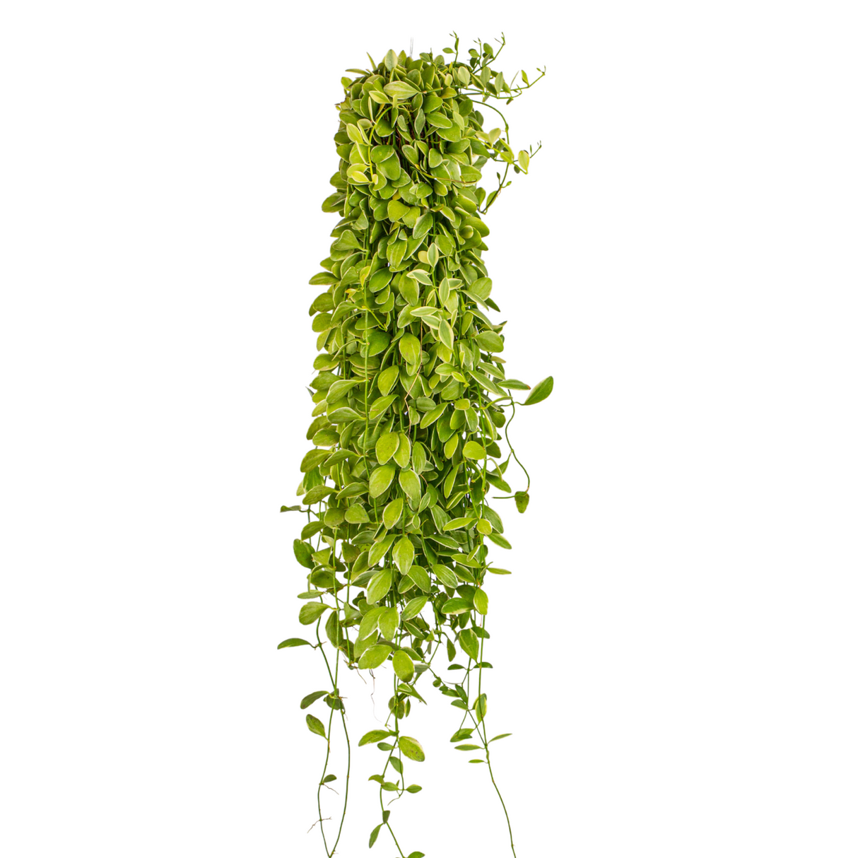 Dischidia Varigated Hanging Plant