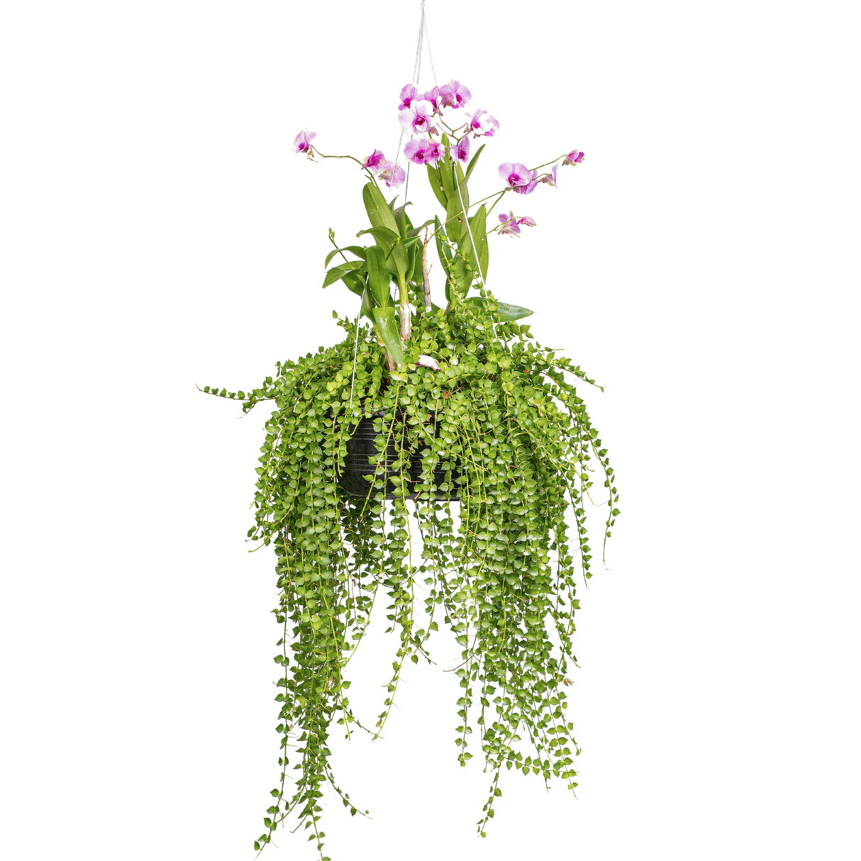 Dischidia Million Hearts Hanging Plant