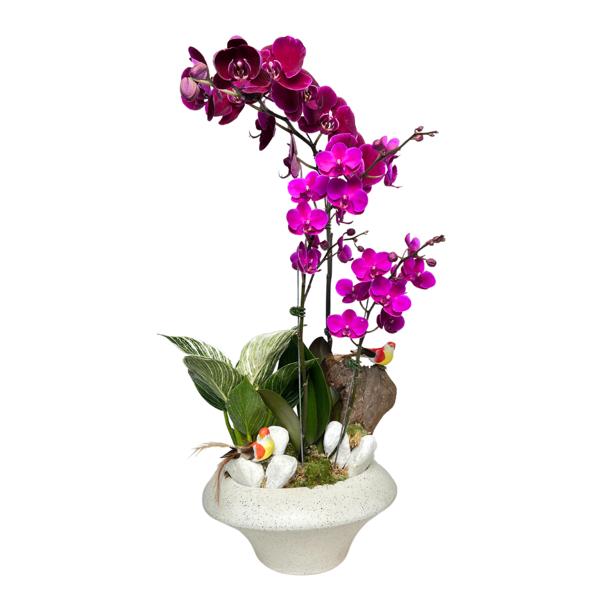 Dove's Delight (1 Single Stem, 1 Double Stem) - Orchid Phalaenopsis