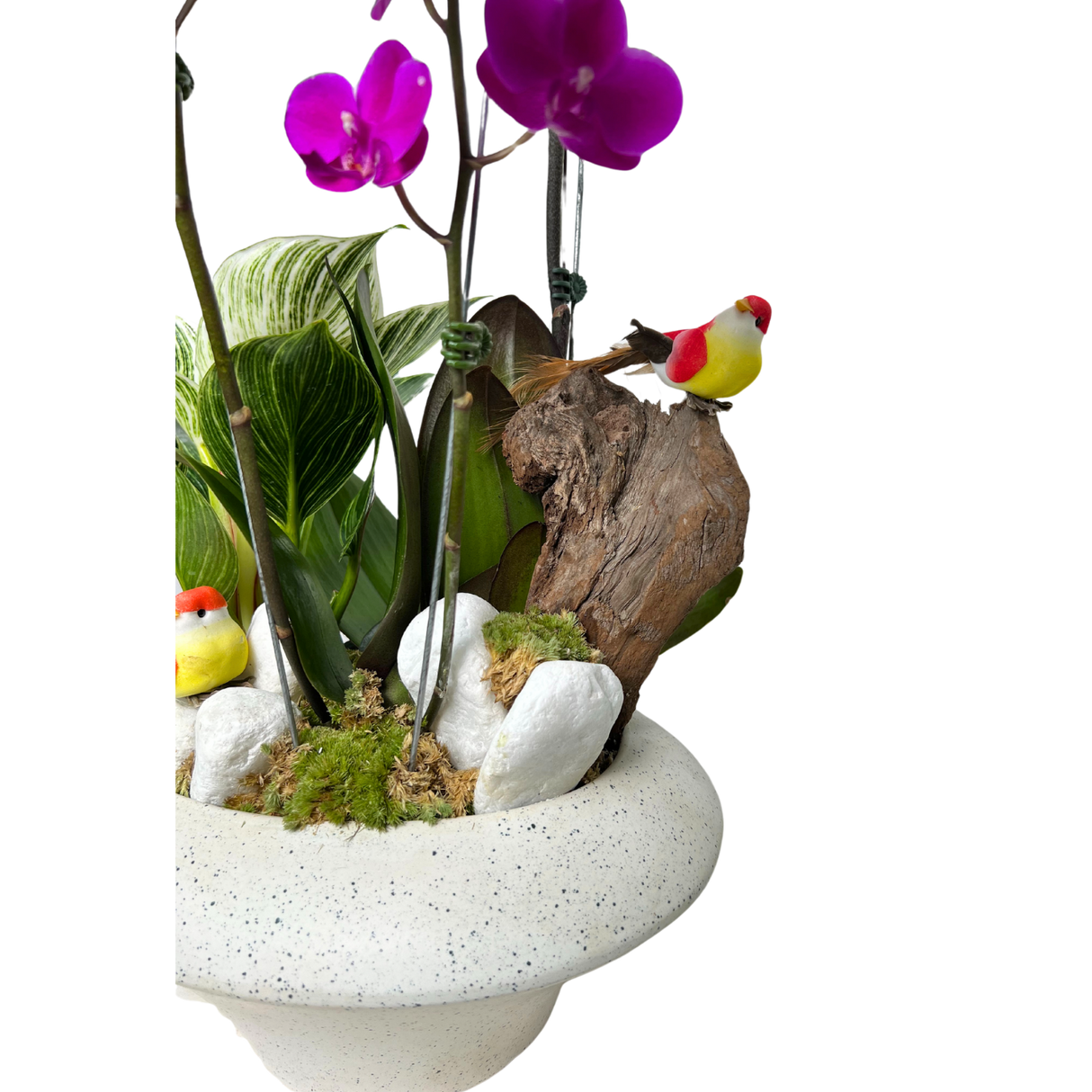 Dove's Delight (1 Single Stem, 1 Double Stem) - Orchid Phalaenopsis
