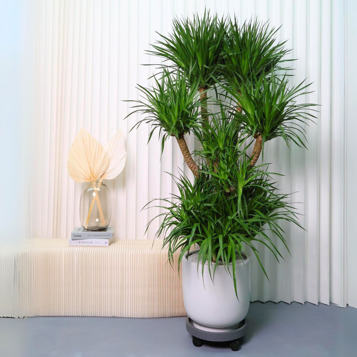 Dracaena Draco (Dragon Tree) in Ceramic pot (1.75m)