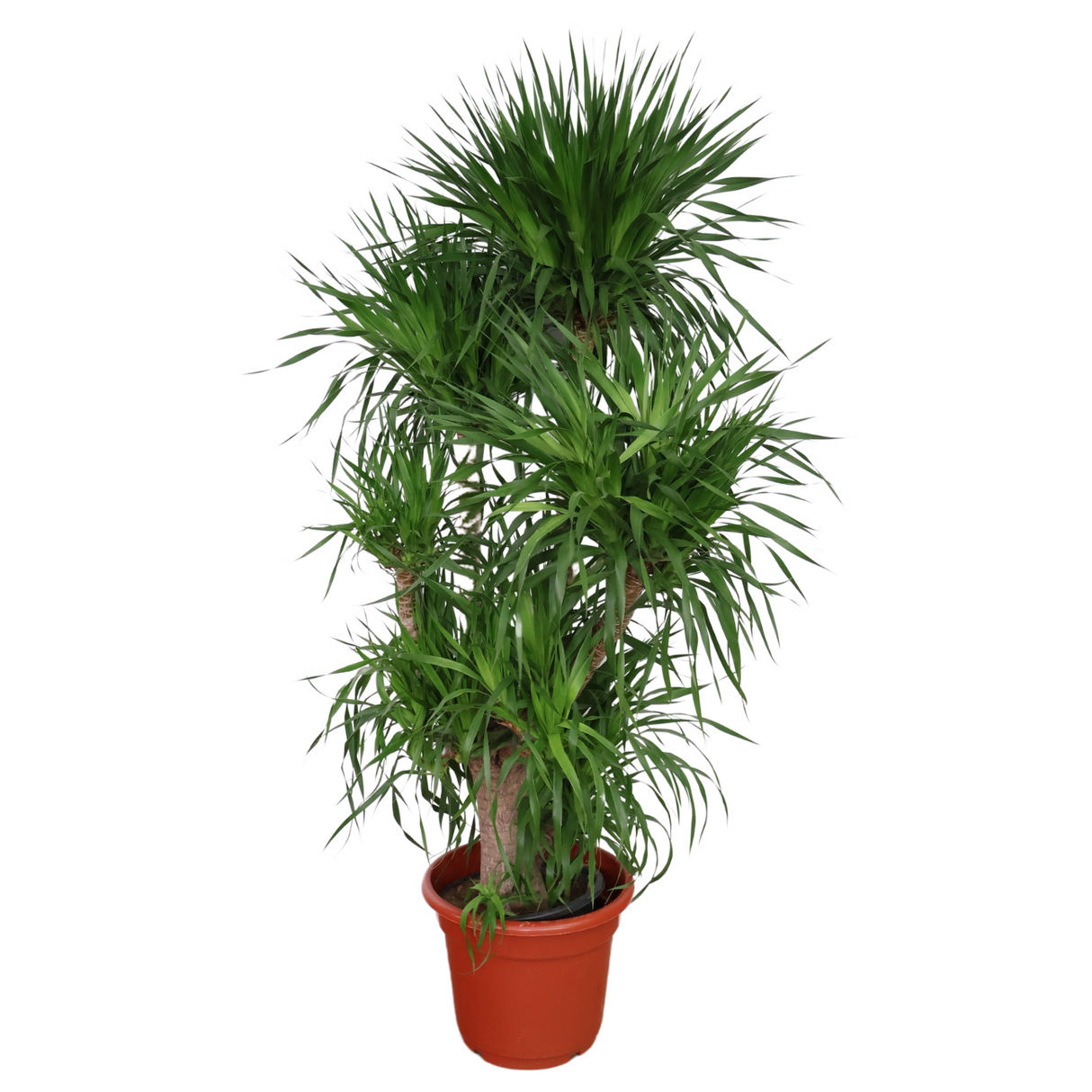 Dracaena Draco (Dragon Tree) in Ceramic pot (1.75m)