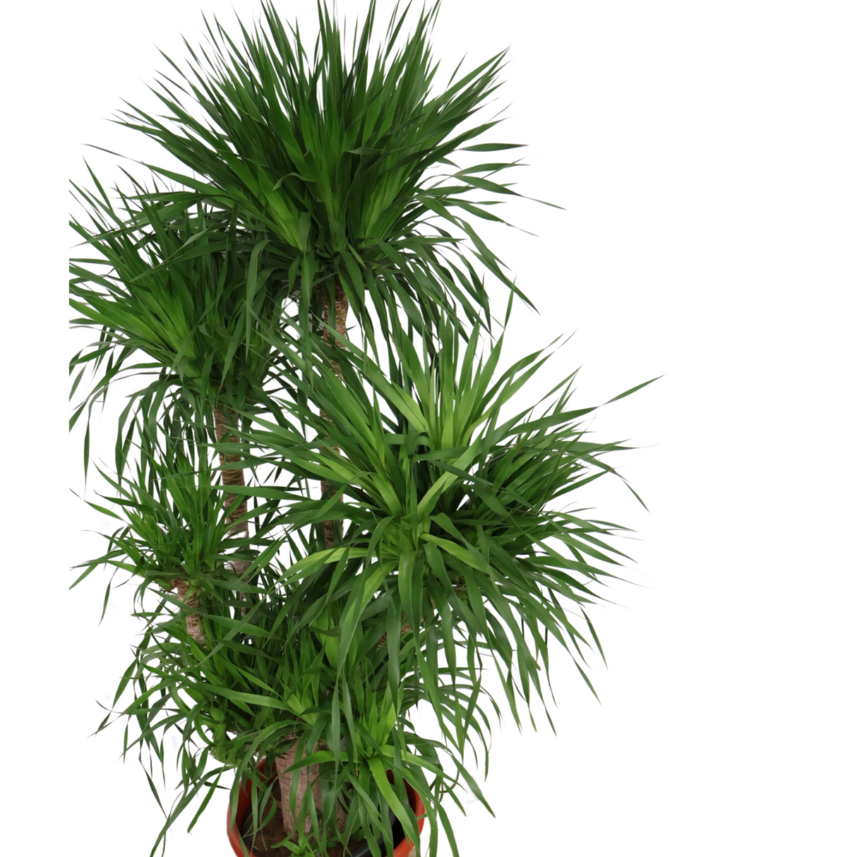 Dracaena Draco (Dragon Tree) in Ceramic pot (1.75m)