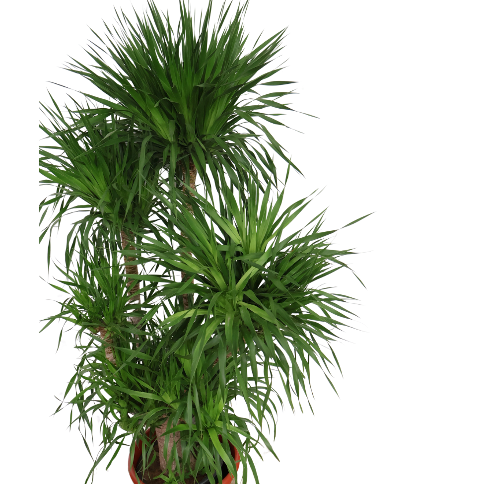 Dracaena Draco (Dragon Tree)
