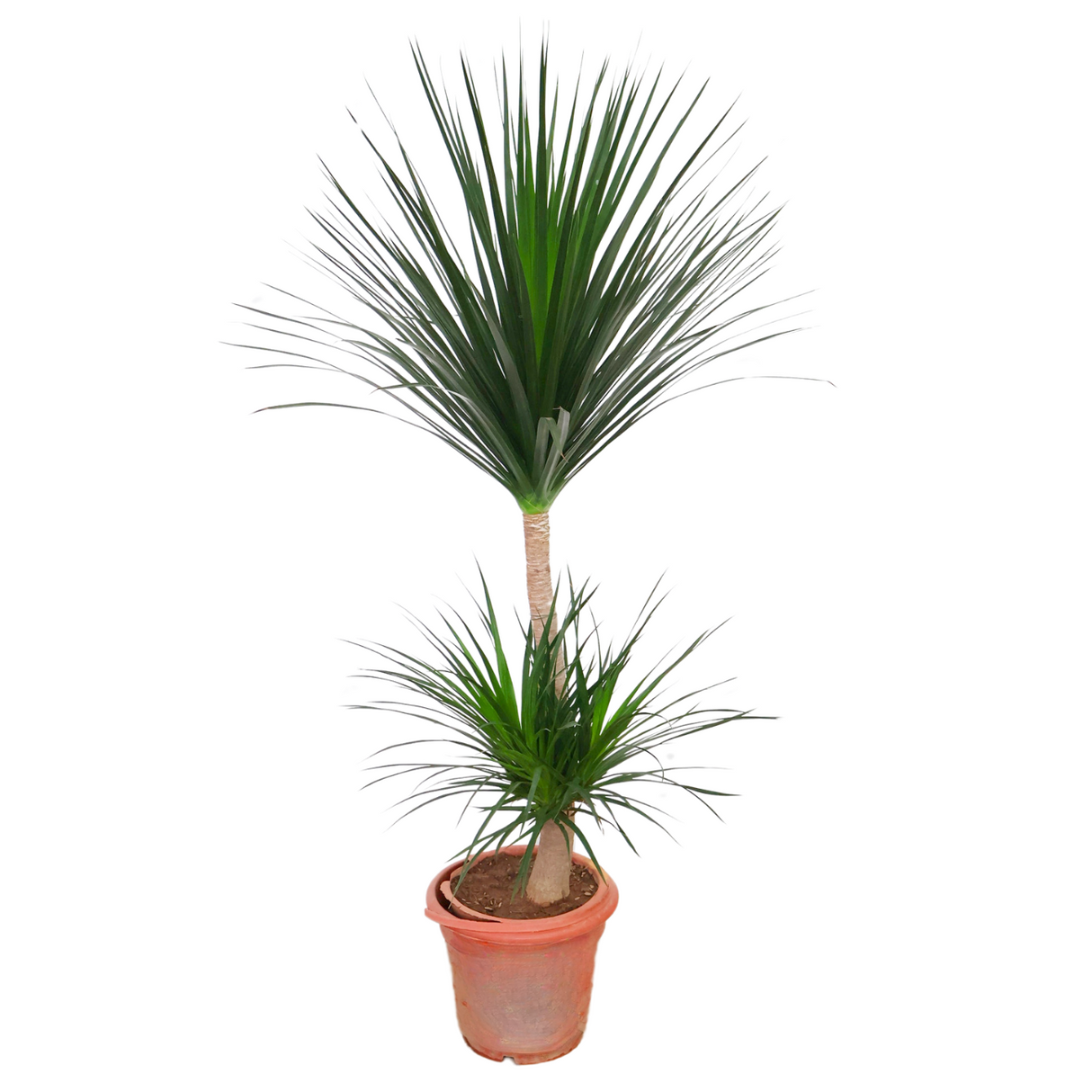 Dracaena Draco (Dragon Tree) in Ceramic Pot (1.7m)