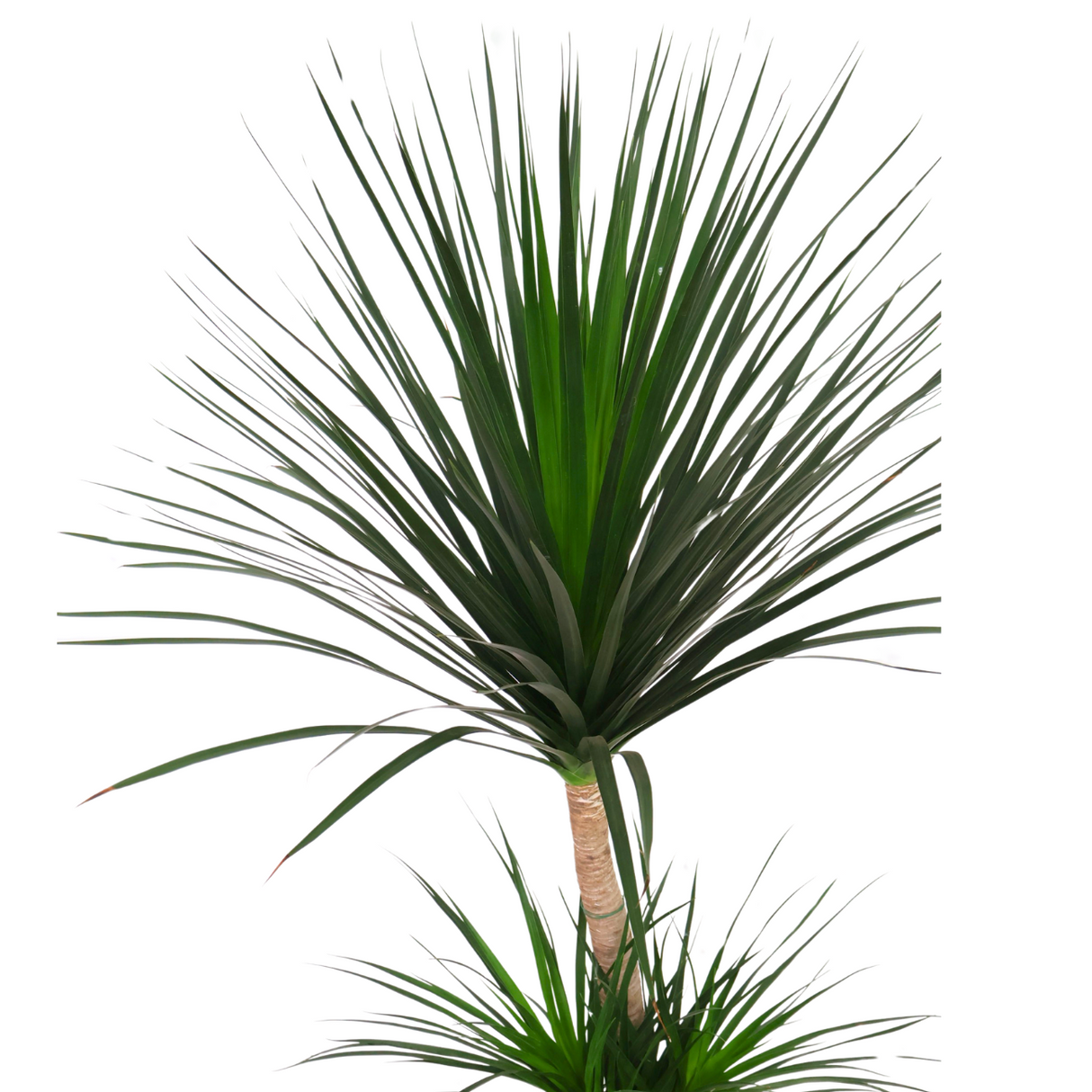 Dracaena Draco (Dragon Tree) in Ceramic Pot (1.7m)